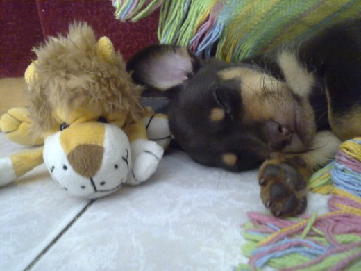 mi perri durmiendo con su peluche... que mona ella!! mi perri durmiendo con su peluche... que mona ella!!